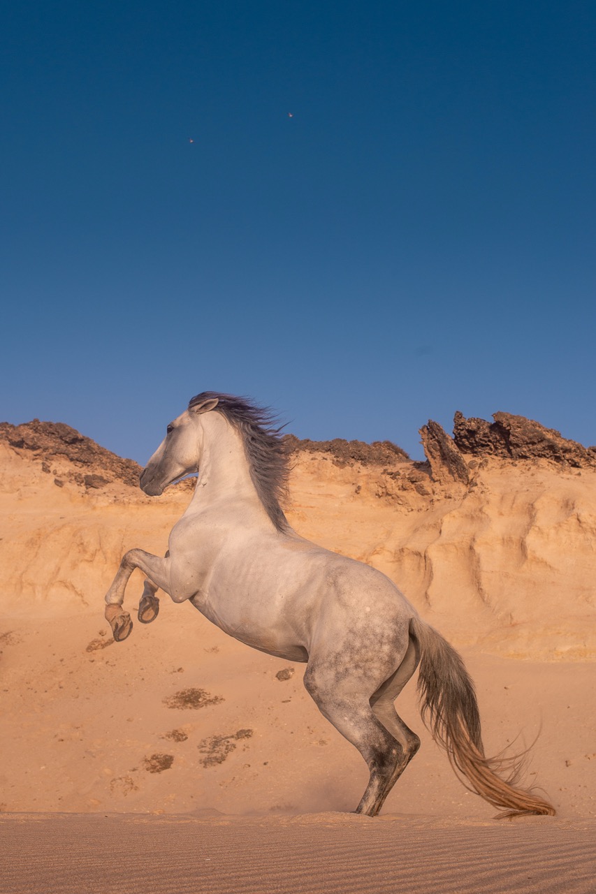 photographe Tahiti, vidéaste Tahiti, photographe Polynésie française